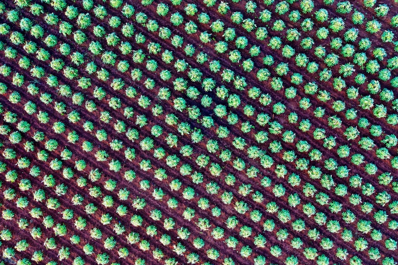 an aerial view of a bunch of cactus plants, by Adam Chmielowski, color field, dots abstract, hawaii, satelite imagery, seedlings