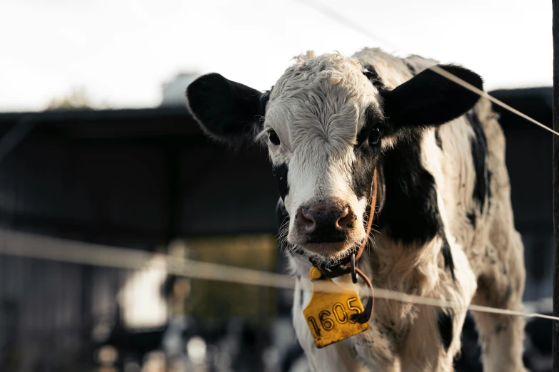 a black and white cow standing next to a wire fence, liquid gold, top selection on unsplash, eating cheese, commercially ready