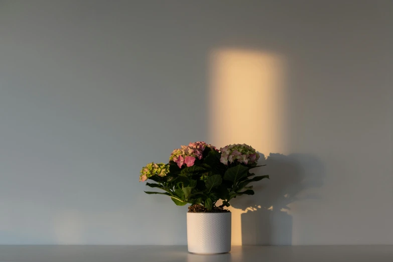 a potted plant sitting on top of a table, light and space, soft volumetric lights, an isolated hydrangea plant, evenly lit, spotlight at a 90 degree angle