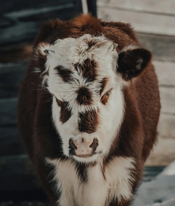 a brown and white cow standing in the snow, pexels contest winner, renaissance, fluffy ears, paul barson, a wooden, closeup of an adorable