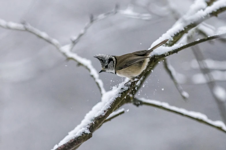 a small bird sitting on top of a snow covered tree branch, by Peter Churcher, pexels contest winner, dusting of snow, style of titmouse animation, chilling on a leaf, high resolution photo