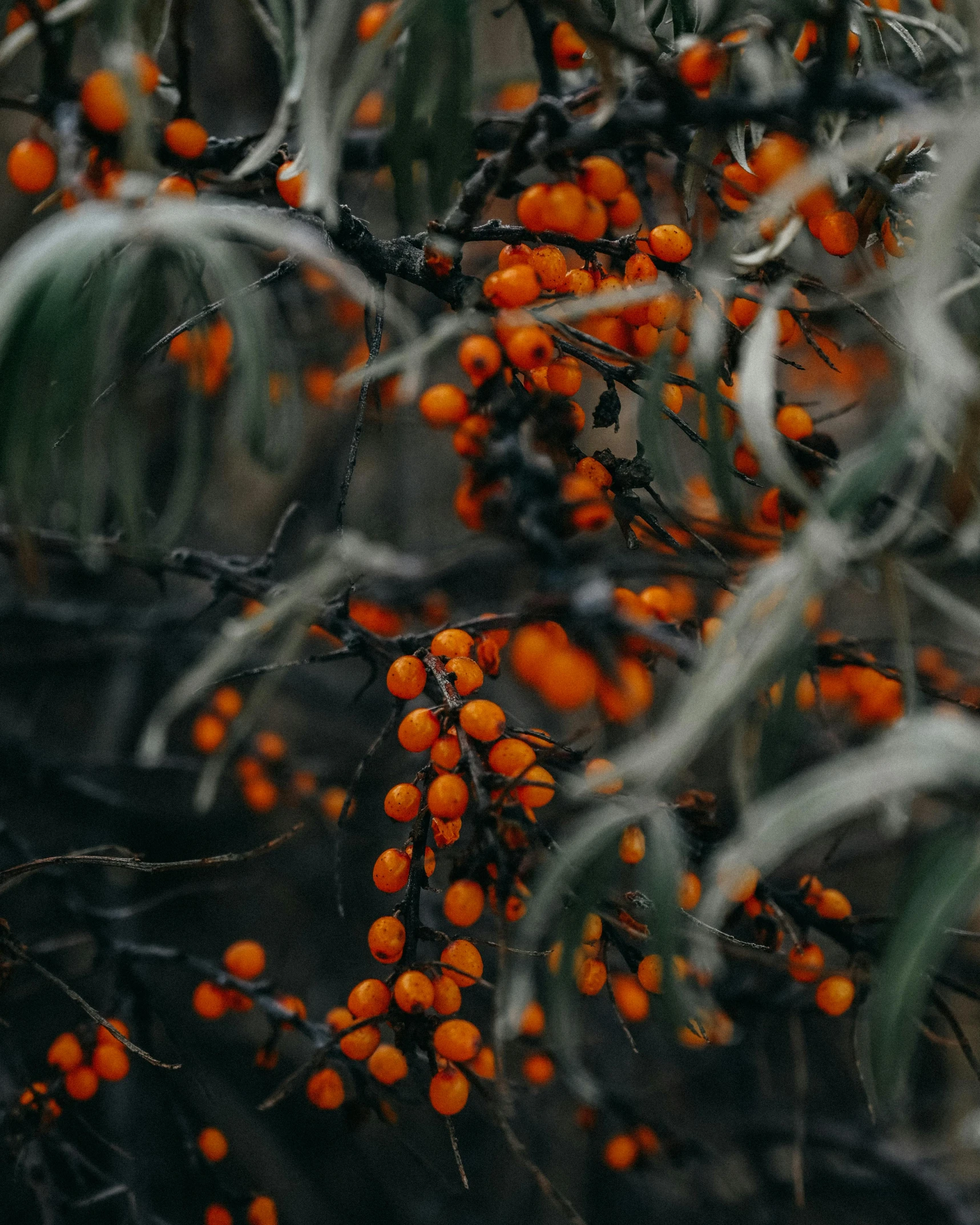 a bunch of orange berries on a tree, an album cover, inspired by Elsa Bleda, unsplash contest winner, australian tonalism, gray and orange colours, taken in the early 2020s, trending on vsco, willow plant