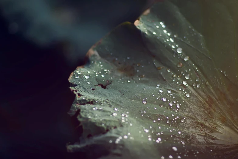 a close up of a leaf with water droplets on it, inspired by Elsa Bleda, unsplash, art photography, fungus, alessio albi, medium format. soft light, lily pads