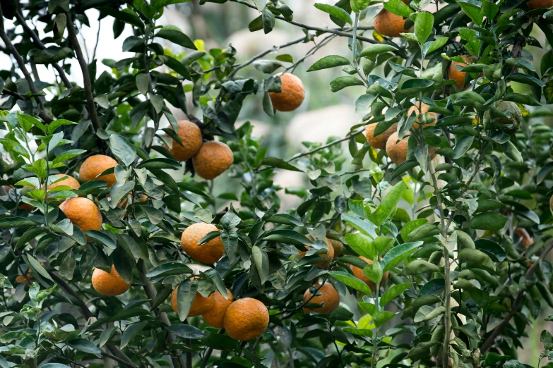 a bunch of oranges hanging from a tree, by David Garner, pexels, 🦩🪐🐞👩🏻🦳, panoramic shot, lush scenery, thumbnail