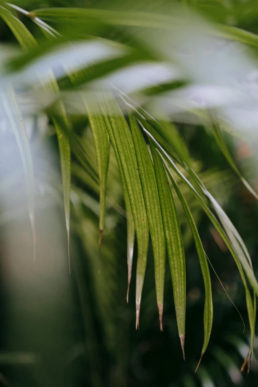 a close up of the leaves of a palm tree, a picture, unsplash, 300 mm depth of field bokeh, reeds, indoor, lush grass