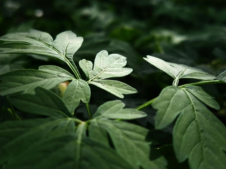 a close up of a plant with green leaves