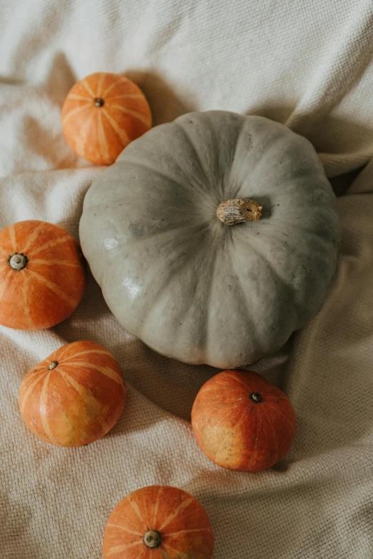a group of pumpkins sitting on top of a bed, by Carey Morris, light grey, ready to eat, traditional medium, flatlay