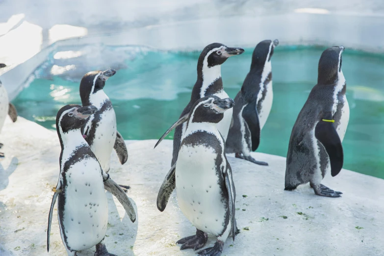 a group of penguins standing next to each other, inspired by Jean-Léon Gérôme, pexels contest winner, okinawa churaumi aquarium, sparkling in the sunlight, grey, 🦩🪐🐞👩🏻🦳