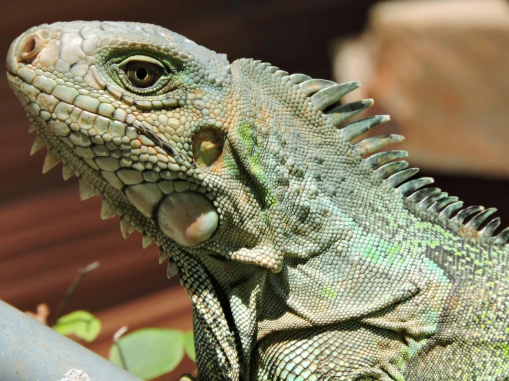 a large lizard sitting on top of a wooden bench, green, dragon scales across hairline, upclose, multi - coloured