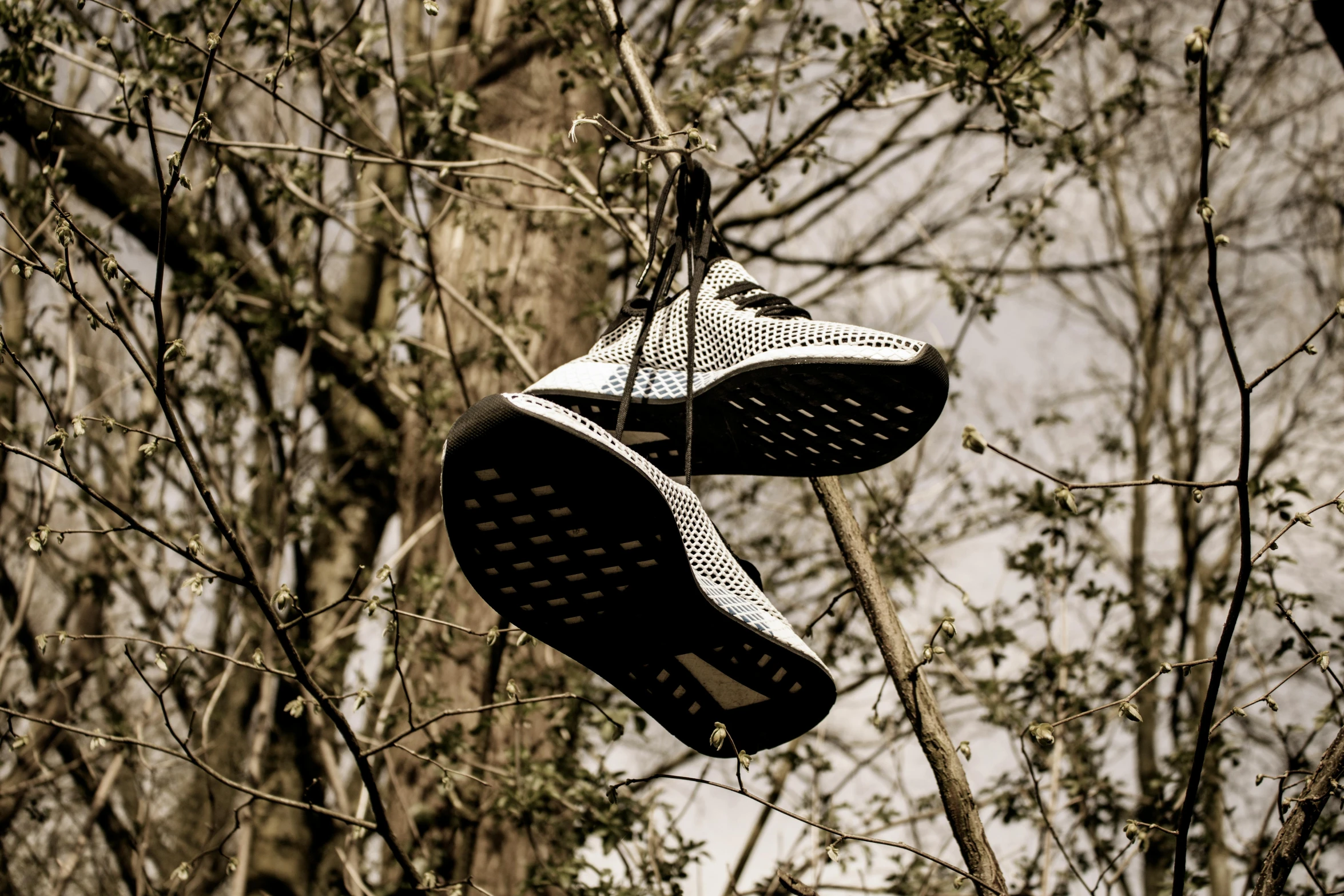 a pair of shoes hanging from a tree, by Adam Marczyński, unsplash, rubber waffle outsole, off - white collection, black white, ultrarealistic