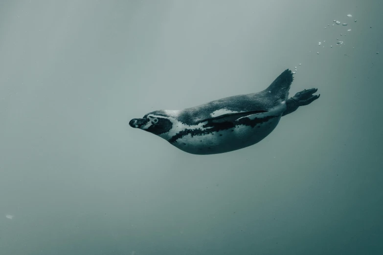 an image of a penguin swimming in the ocean, by Emma Andijewska, pexels contest winner, surrealism, grey, underwater, depth haze, high quality photo