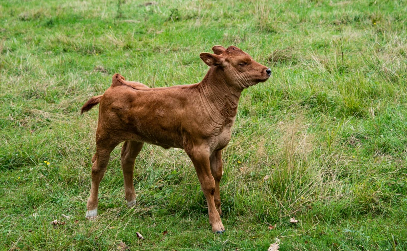 a brown calf standing on top of a lush green field, hatched pointed ears, reddish, bulli, uncropped