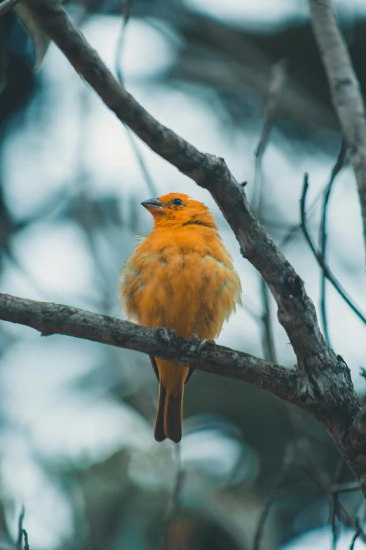 a yellow bird sitting on top of a tree branch, a photo, unsplash contest winner, vibrant but dreary orange, australian, classical, portrait of small