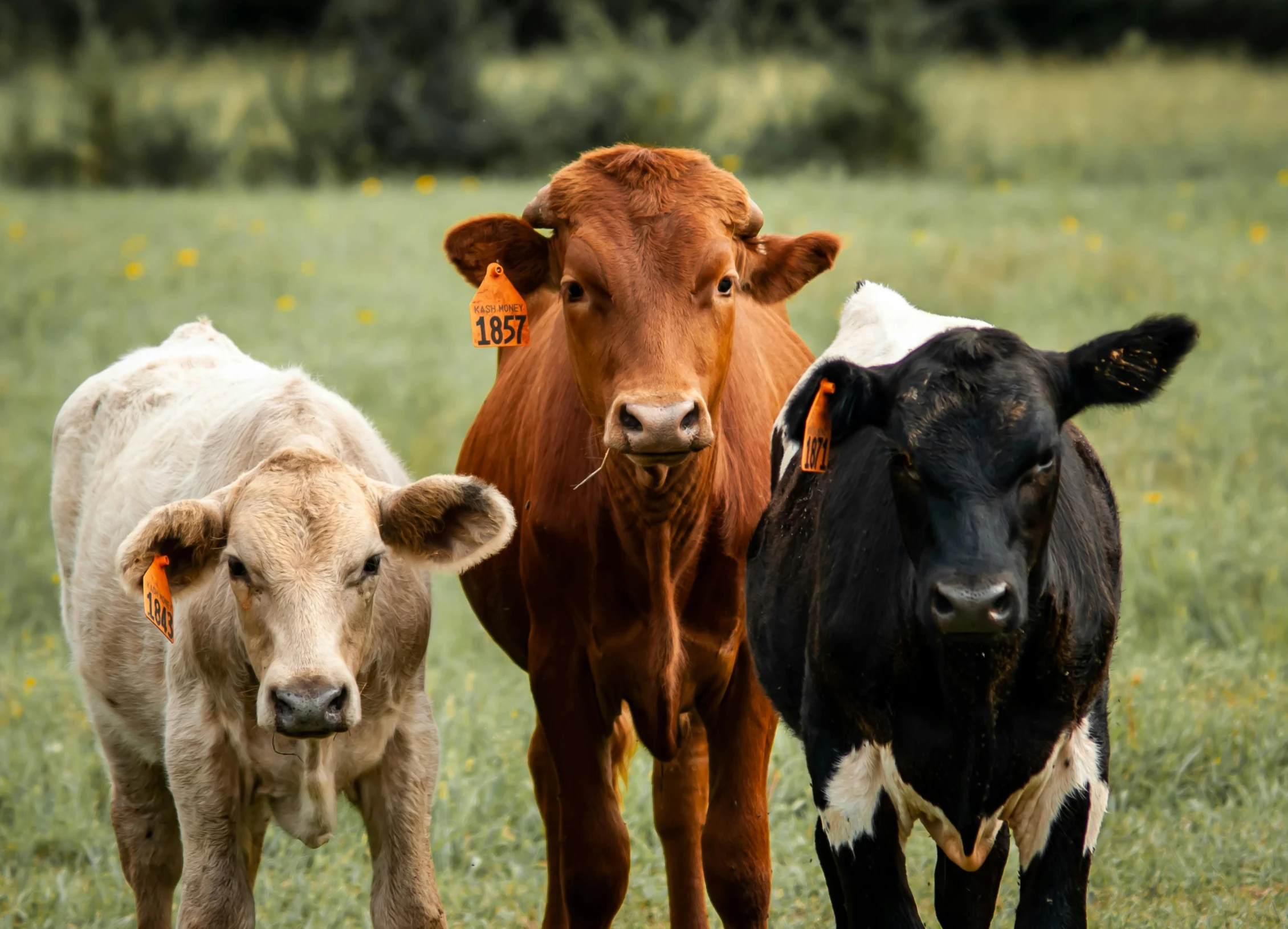 three cows standing next to each other in a field, pexels contest winner, fan favorite, ready to eat, varying ethnicities, brown