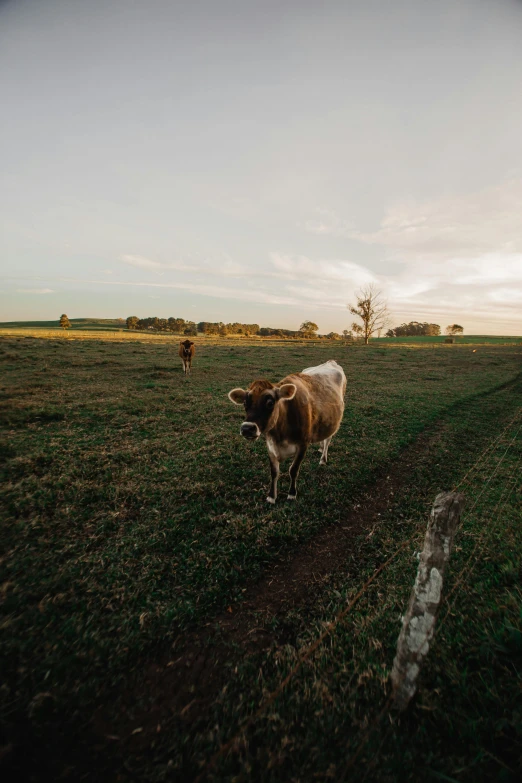 a brown and white cow standing on top of a grass covered field, taken on go pro hero8, sundown, photos, panoramic photography