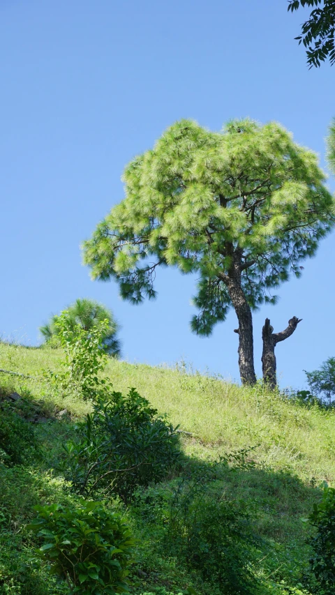 a giraffe standing on top of a lush green hillside, an album cover, by Sudip Roy, unsplash, plein air, crows on the oak tree, pine tree, loosely cropped, person made of tree