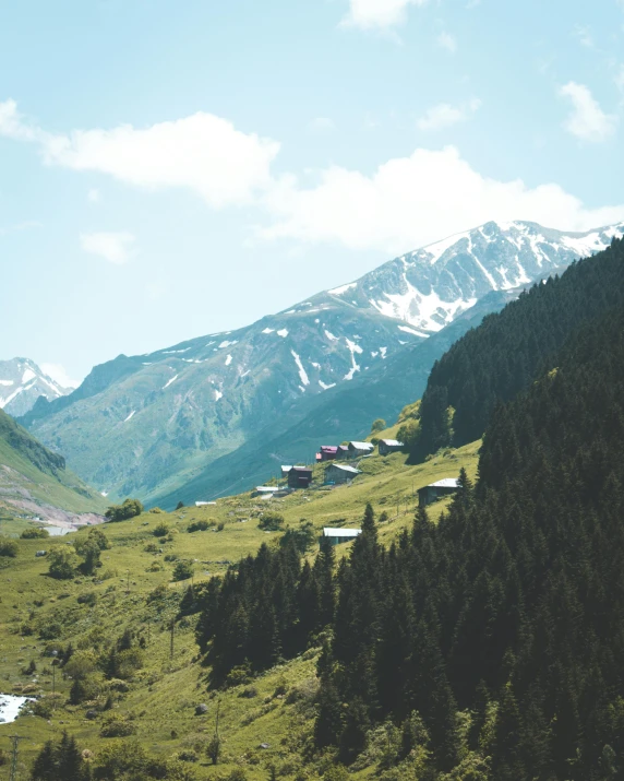 a herd of cattle grazing on top of a lush green hillside, inspired by Werner Andermatt, pexels contest winner, snowy peaks, alpine architecture, turkey, trending on vsco