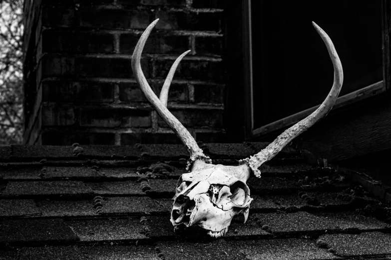 a black and white photo of a deer skull on a roof, by Jesper Knudsen, pexels contest winner, vanitas, horned god, on sidewalk, elk, 2015