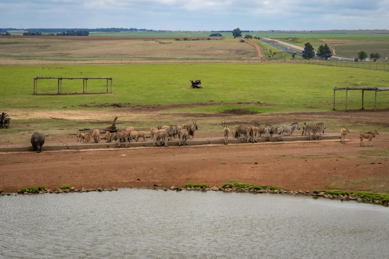 a herd of animals standing on top of a lush green field, water reservoir, outback, bram sels, high quality image”