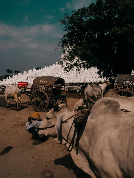 a herd of cattle standing on top of a dirt field, in front of a temple, an all white horse, high-quality photo, carriage