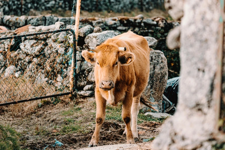 a brown cow standing on top of a dirt field, a picture, unsplash, renaissance, traditional corsican, standing on rocky ground, 🦩🪐🐞👩🏻🦳, japanesse farmer