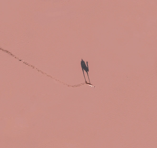 a man riding skis down a snow covered slope, an album cover, inspired by Quint Buchholz, unsplash contest winner, cracked dry lake bed, minimal pink palette, google earth, that looks like a dragonfly