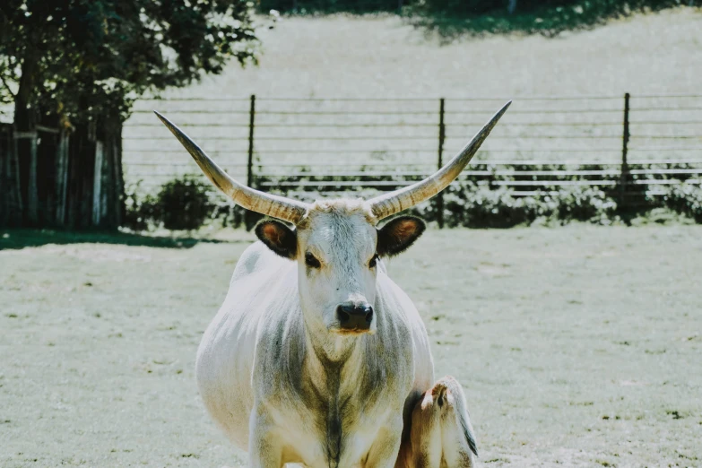 a cow standing next to a baby cow in a field, pexels contest winner, background image, long horns, fujicolor superia photo, white