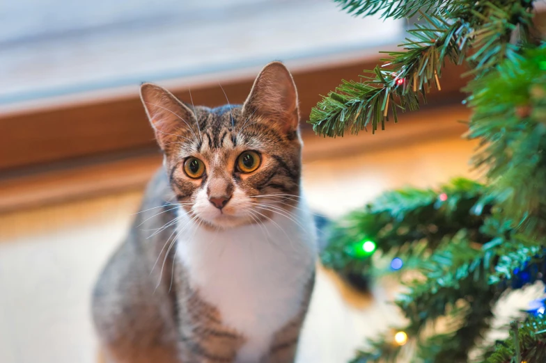 a cat standing next to a christmas tree, a portrait, shutterstock, jen atkin, high angle close up shot, thumbnail, high quality image