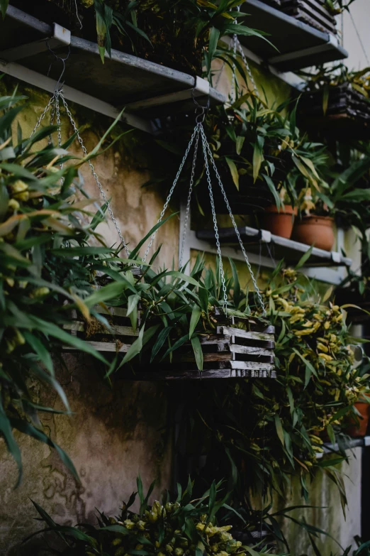 a bunch of plants hanging from the side of a building, in a verdant garden, dark green tones, orchid stems, full width