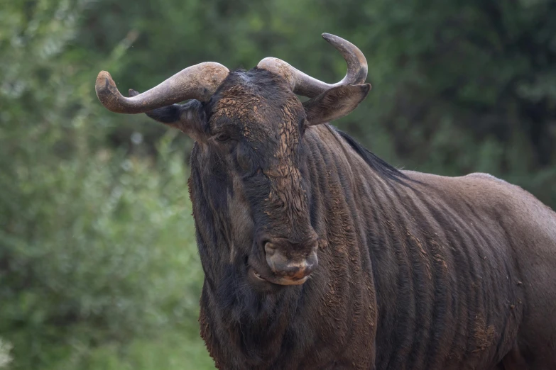 an animal that is standing in the dirt, by Jan Tengnagel, pexels contest winner, hurufiyya, buffalo, wet face, bushveld background, wild hairstyle