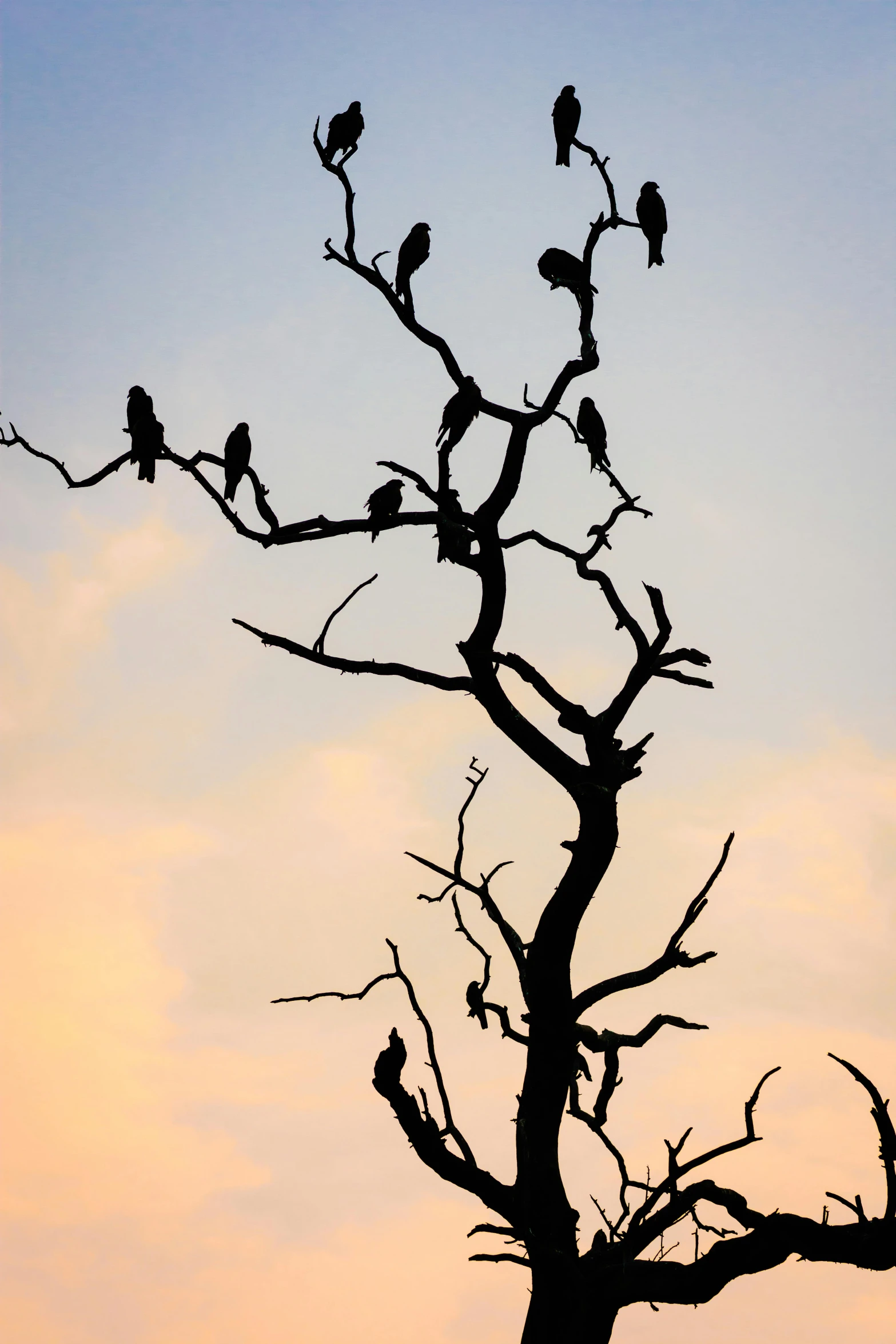 a group of birds sitting on top of a tree, by Peter Churcher, strong silhouette, fan favorite, afar