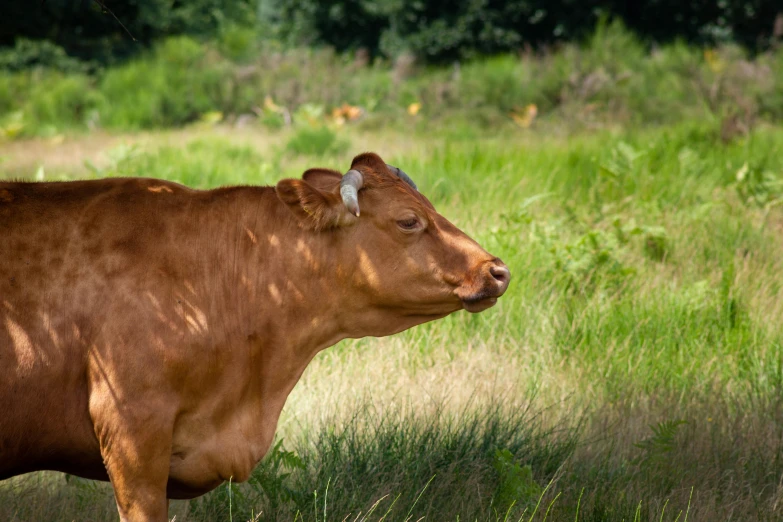 a brown cow standing on top of a lush green field, profile image, documentary photo