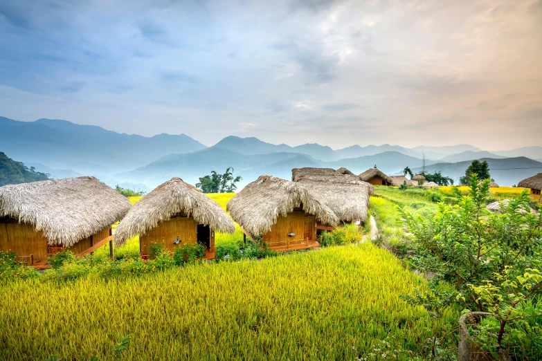 a group of huts sitting on top of a lush green field, by Dan Content, trending on unsplash, vietnam, avatar image, golden hues, profile image