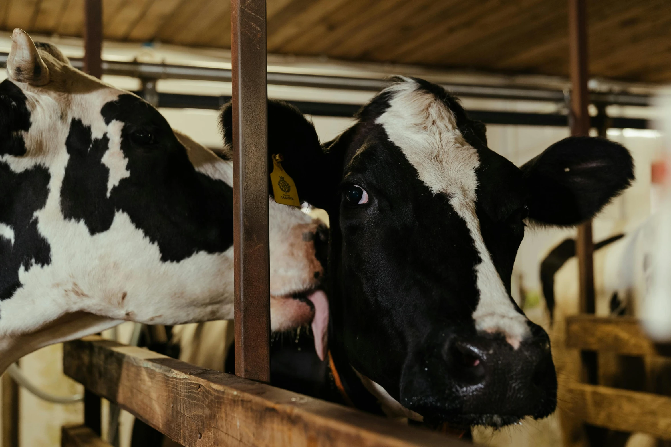 a couple of cows standing next to each other, a portrait, trending on pexels, inside a barn, thumbnail, ready to eat, high-quality photo