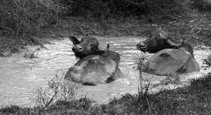 two cows that are laying down in the water, a black and white photo, by Emma Andijewska, sumatraism, buffalo hunt movie, wet mud, just after rain, elk
