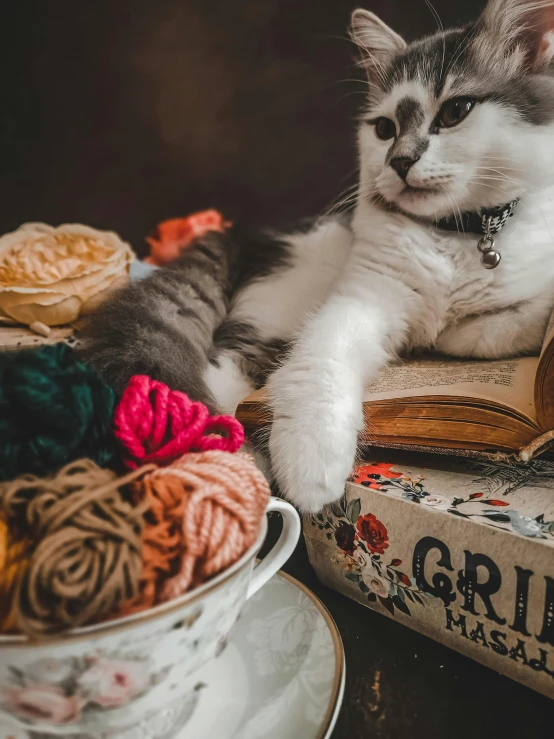 a gray and white cat laying on top of a book, a cross stitch, trending on pexels, yarn ball, gif, handsome girl, gourmet and crafts