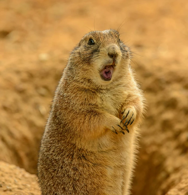 a ground squirrel standing on its hind legs, an album cover, by Peter Churcher, pexels contest winner, yelling furiously, outback, gopher, well-detailed