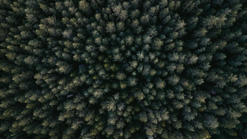 a bird's eye view of a forest, an album cover, inspired by Elsa Bleda, unsplash contest winner, ((trees)), cinematic 8 k, outdoor photo, high detail 4k