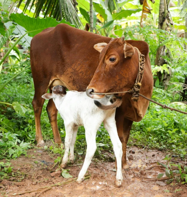 a brown cow standing next to a white calf, in a jungle, kerala village, jen atkin, multiple stories