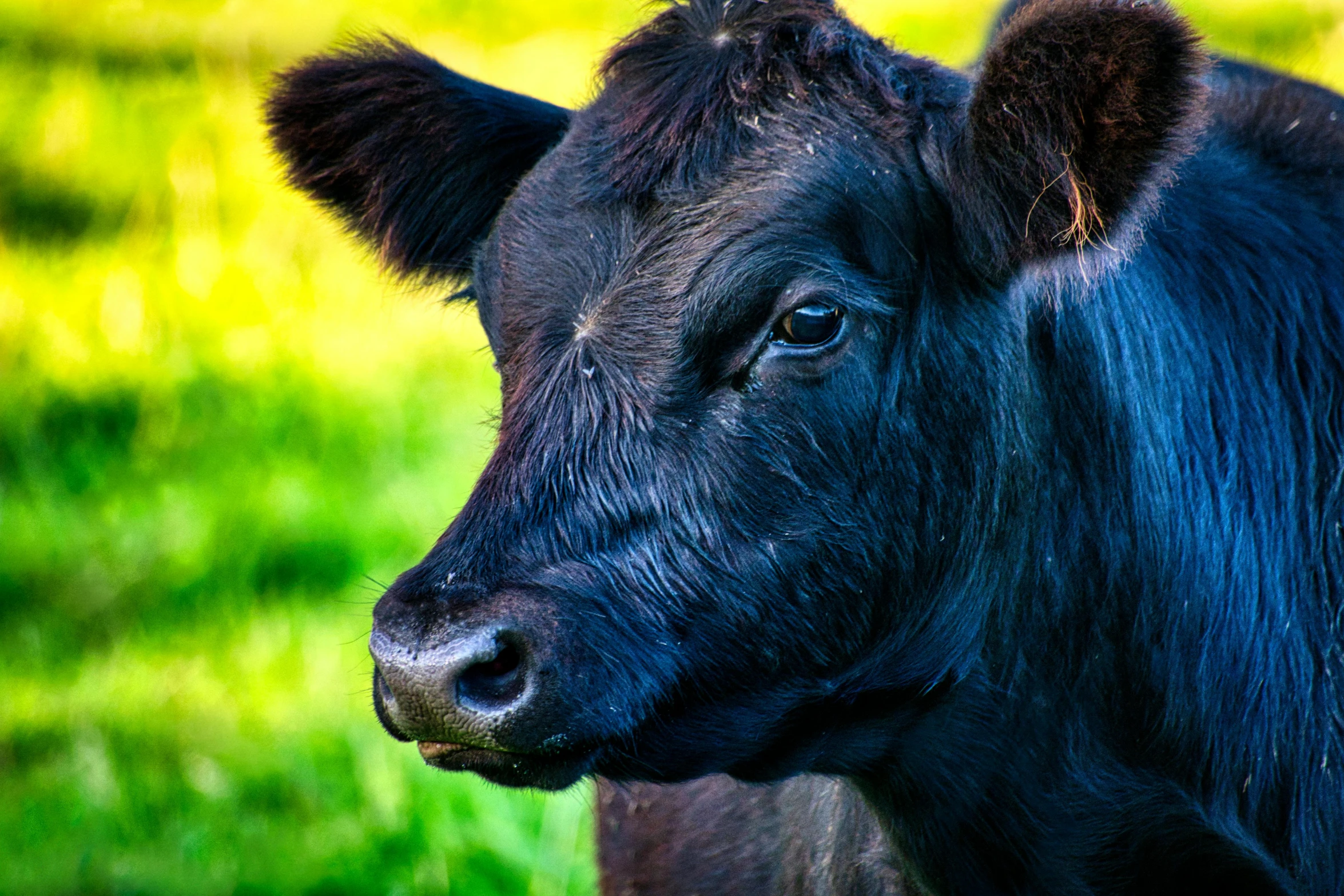 a black cow standing on top of a lush green field, unsplash, renaissance, closeup shot of face, 2 years old, today\'s featured photograph 4k, australian