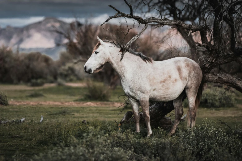 a couple of horses standing on top of a lush green field, a portrait, unsplash contest winner, abandoned in a desert, background image, white unicorn, mustang