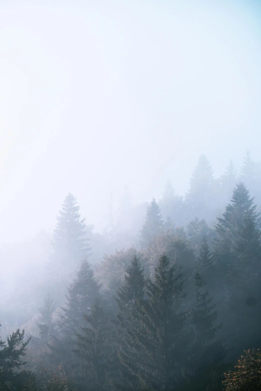 a herd of sheep grazing on top of a lush green field, inspired by Elsa Bleda, unsplash contest winner, romanticism, in a foggy redwood forest, soft grey and blue natural light, ((forest)), made of mist