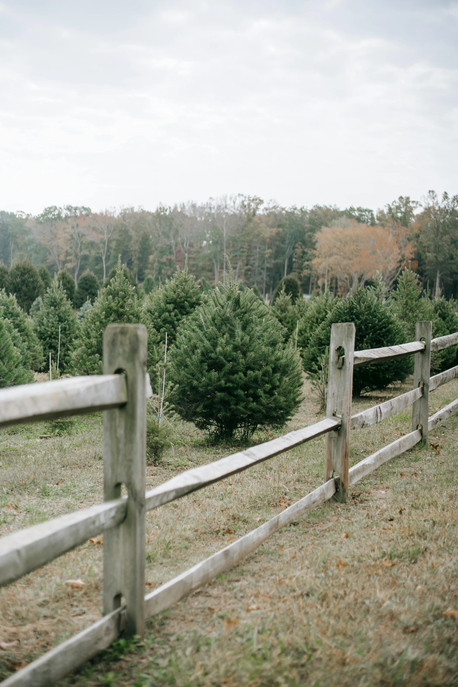 a wooden fence in front of a row of trees, christmas tree, lush farm lands, portra, ((trees))