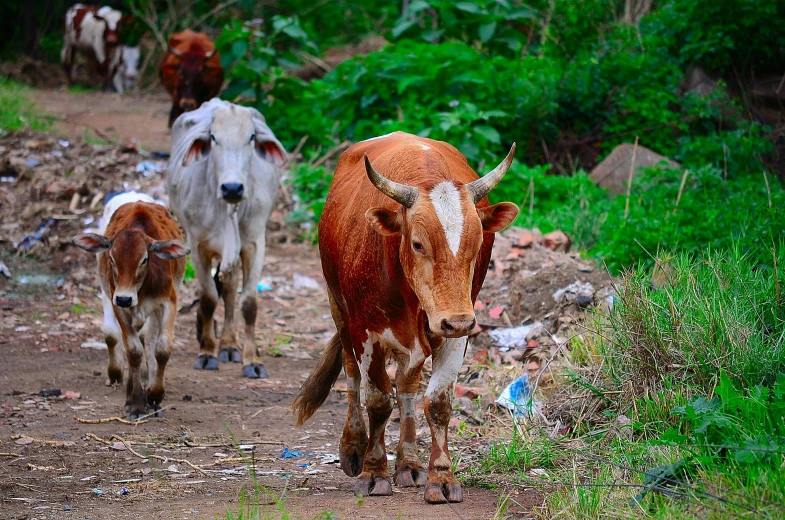 a herd of cattle walking down a dirt road, pexels contest winner, renaissance, garbage, thumbnail, reddish, a green