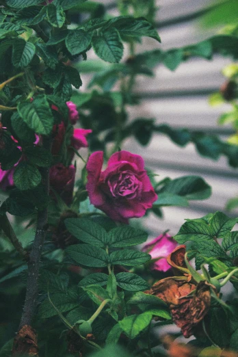 a close up of a plant with pink flowers, inspired by Elsa Bleda, unsplash, red roses, neighborhood, purple and green, grainy vintage