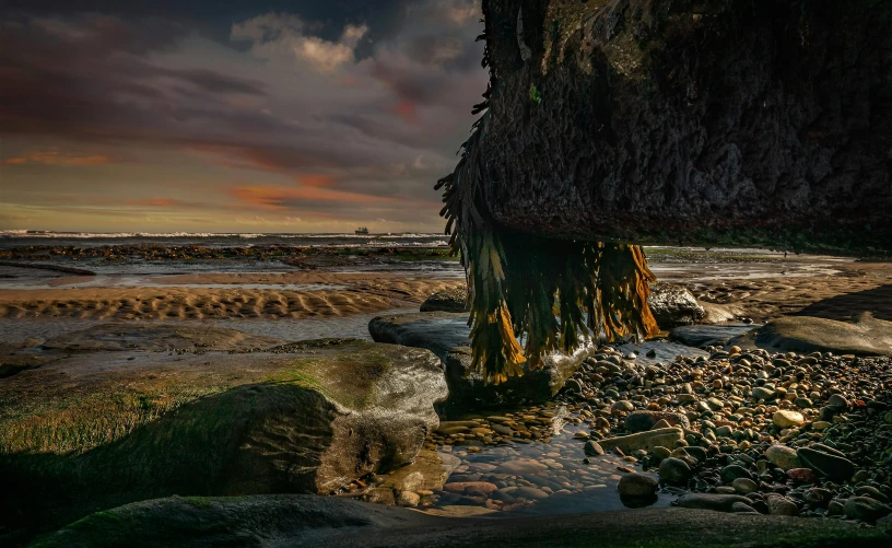 a large rock sitting on top of a beach next to the ocean, inspired by Michal Karcz, unsplash contest winner, butress tree roots, maryport, covered in coral and barnacles, wide long view