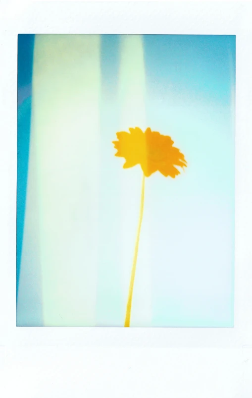a single yellow flower in front of a blue sky, a polaroid photo, inspired by Ren Hang, ( ( photograph ) ), digital image, x-ray photography, yellow-orange