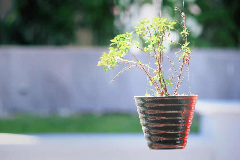 a close up of a plant in a pot, a digital rendering, by Julia Pishtar, unsplash, arabesque, from a huge red glass bong, exterior shot, hanging, 3 d print