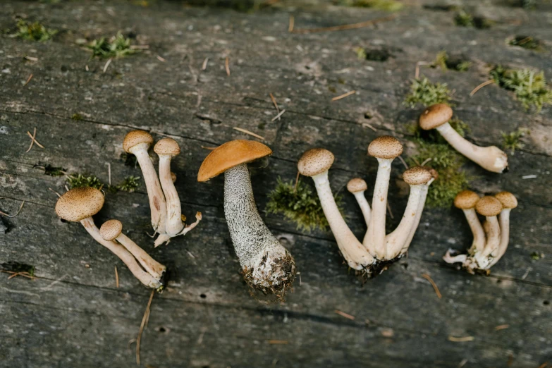 a group of mushrooms sitting on top of a wooden table, unsplash, land art, thumbnail, 90s photo, close-up product photo, ivy's