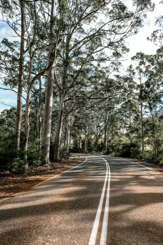 an empty road surrounded by trees on a sunny day, “ iron bark, super smooth lines, square, photograph